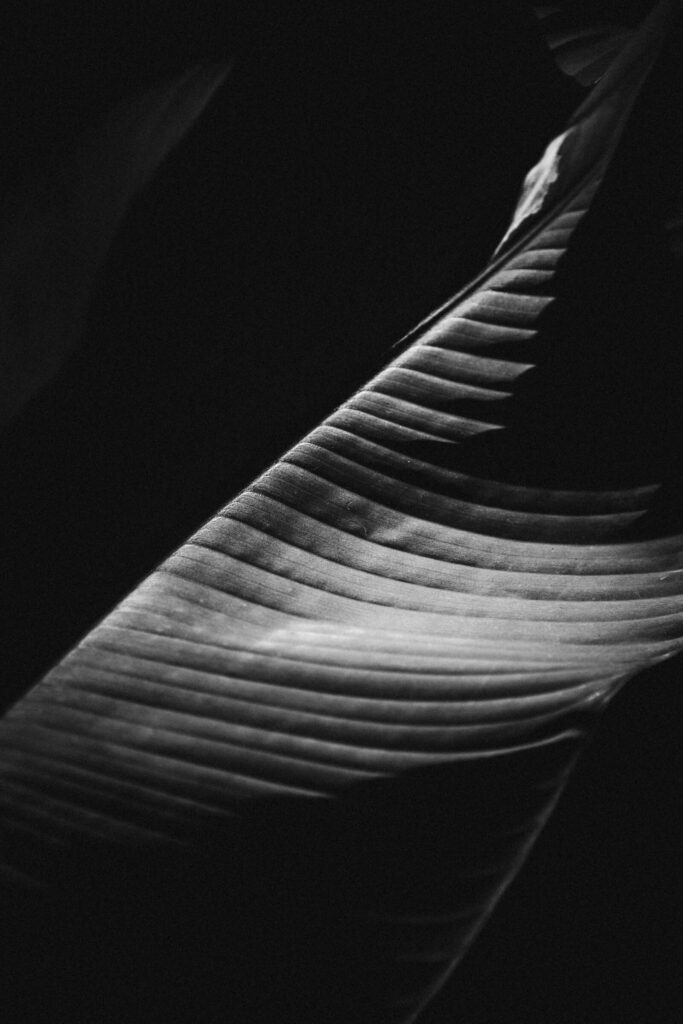 Detail vom Blatt während einer Trauung im Botanischen Garten - Hochzeitsreportage Berlin